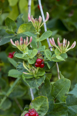 Lonicera periclymenum