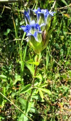 Gentiana parryi