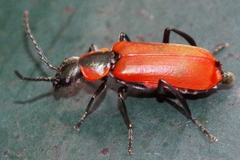 Anthocomus rufus