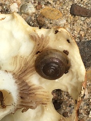 Stropharia