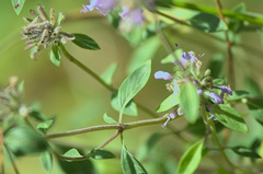 Ziziphora clinopodioides