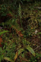 Platanthera elegans