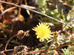 Sonchus asper