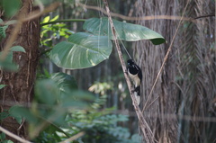 Cyanocorax chrysops