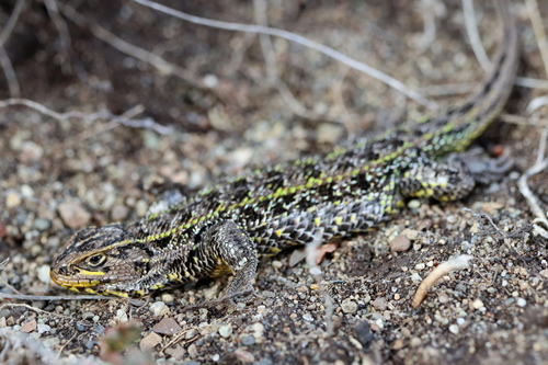 Magellan's Tree Iguana