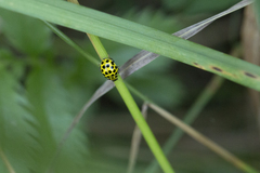 Psyllobora vigintiduopunctata
