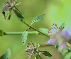 Ziziphora clinopodioides