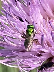 Augochlora pura