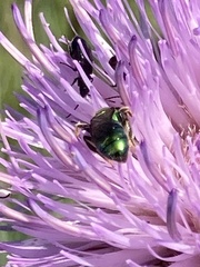 Augochlora pura