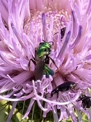 Augochlora pura