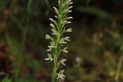 Platanthera elegans