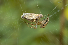 Larinioides patagiatus
