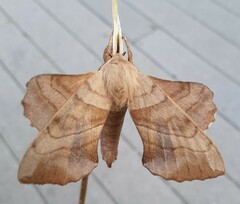 Amorpha juglandis