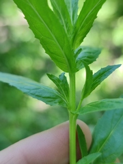 Epilobium tetragonum