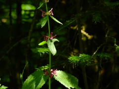 Mentha aquatica