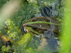 Pelophylax