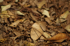 Cissia phronius
