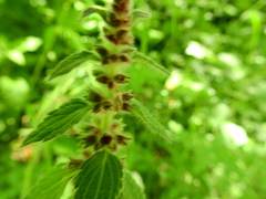 Mentha aquatica