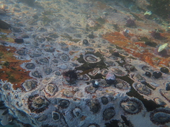 Scutellastra cochlear