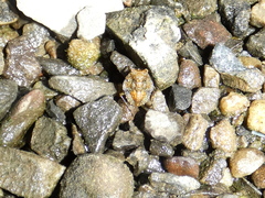 Gelastocoris oculatus