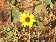 Helianthus annuus