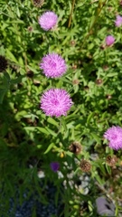 Centaurea nigra