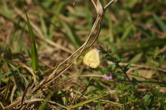 Eurema elathea