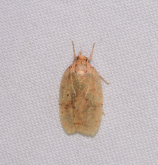 Agonopterix robiniella