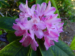 Rhododendron macrophyllum