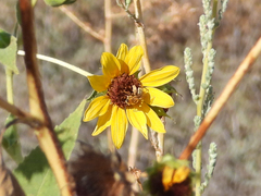 Anthophila