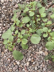 Trianthema portulacastrum