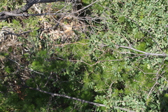 Asparagus retrofractus