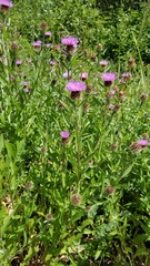 Centaurea nigra