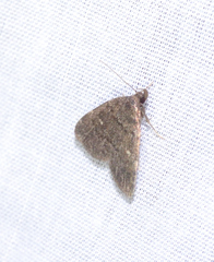 Idia diminuendis
