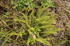 Asplenium trichomanes