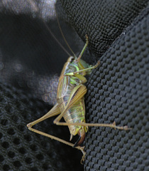 Roeseliana roeselii