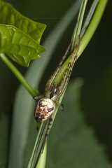 Metellina segmentata