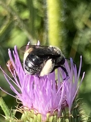 Melissodes desponsus