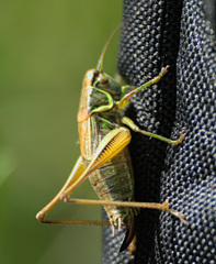 Roeseliana roeselii