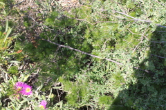 Asparagus retrofractus