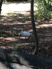 Alopochen aegyptiaca