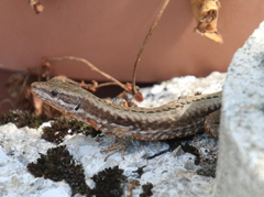 Podarcis muralis