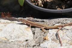 Podarcis muralis