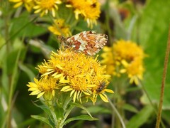 Boloria alaskensis