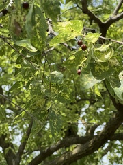 Celtis occidentalis
