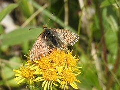 Boloria alaskensis