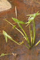 Sagittaria sagittifolia