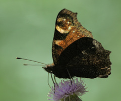 Aglais io