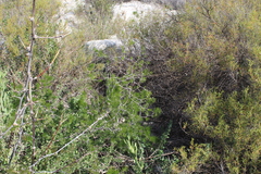 Asparagus retrofractus