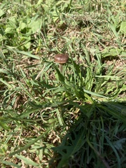 Panaeolus foenisecii